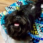 Dixie Lue - heartworm/lyme
