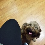 Grim - attacked by larger dog