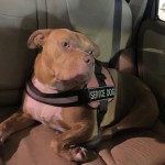 Honey - Heartworm Treatment