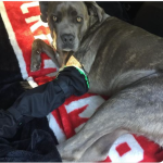 Blue - Broken paw and wrist